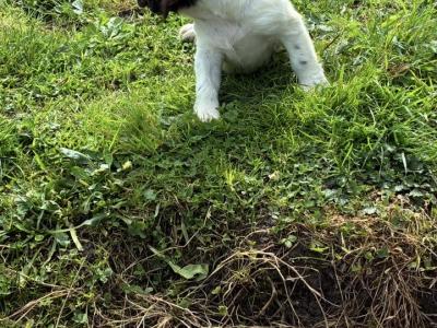 IKC Registered (pending) male Springer Spaniel puppy in Kerry