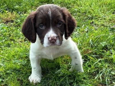 IKC Registered (pending) male Springer Spaniel puppy in Kerry