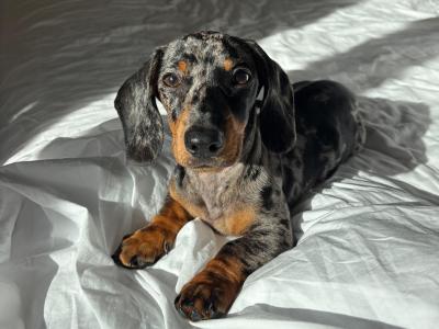 Koda - 1 year old Dachshund