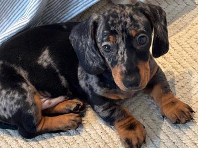Koda is a  1 year old male Dachshund in Louth