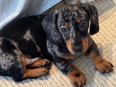 Koda - 1 year old Dachshund