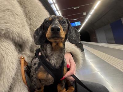 Koda - 1 year old Dachshund