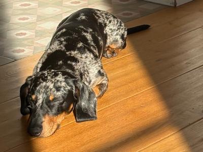 Koda - 1 year old Dachshund