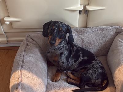 Koda - 1 year old Dachshund