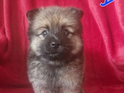 Gorgeous Pomeranian puppies in Clare looking for Their Forever homes 🐾