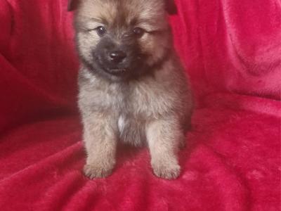 Gorgeous Pomeranian puppies in Clare looking for Their Forever homes 🐾