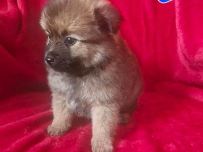 Gorgeous Pomeranian puppies in Clare looking for Their Forever homes 🐾