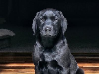 IKC Registered Purebred Black Labrador puppies in Tipperary Family Raised, Field Trial Champion Sire