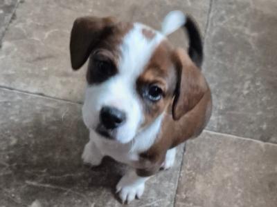 Jack Russell puppies in Waterford-last little boy left!