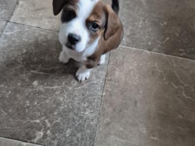 Jack Russell puppies in Waterford-last little boy left!