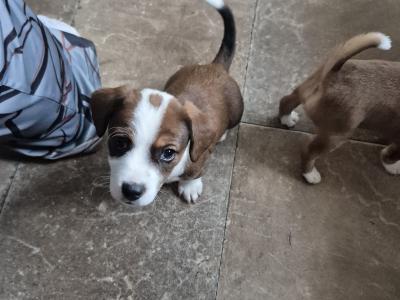 Jack Russell puppies in Waterford-last little boy left!