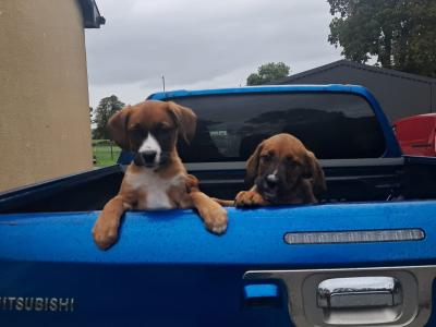 2 Boxer puppies for sale in Offaly