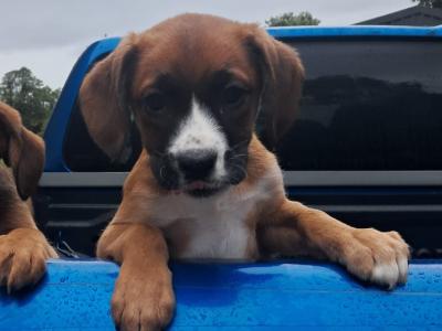 2 Boxer puppies for sale in Offaly