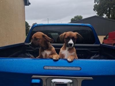2 Boxer puppies for sale in Offaly