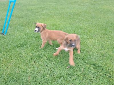 2 Boxer puppies for sale in Offaly