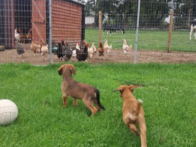 2 Boxer puppies for sale in Offaly