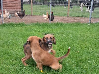 2 Boxer puppies for sale in Offaly