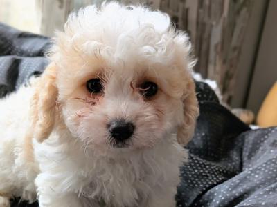 Beautiful Litter of Poochon puppies for sale in Clare