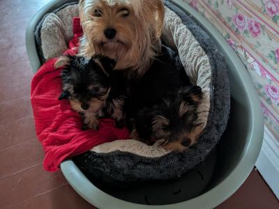 Precious Most Cutest Little Yorkshire Terrier puppies in Mayo
