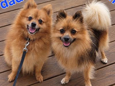 Gorgeous Pomeranian puppies in Clare looking for Their Forever homes 🐾