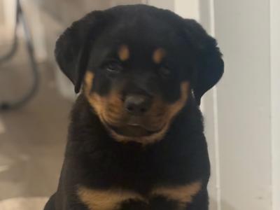 IKC (Pending) female Rottweiler puppy in Laois