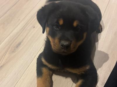 IKC (Pending) female Rottweiler puppy in Laois