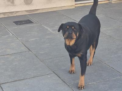IKC (Pending) female Rottweiler puppy in Laois