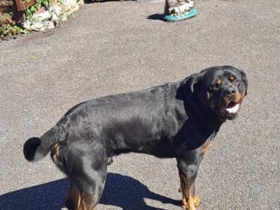 IKC (Pending) female Rottweiler puppy in Laois