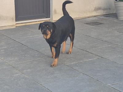 IKC (Pending) female Rottweiler puppy in Laois