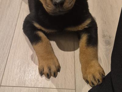IKC (Pending) female Rottweiler puppy in Laois