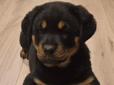 IKC (Pending) female Rottweiler puppy in Laois