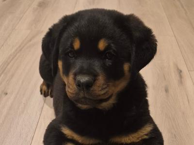 IKC Registered (pending) female Rottweiler puppy in Laois