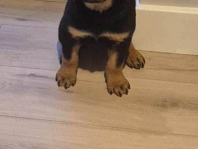 IKC (Pending) female Rottweiler puppy in Laois