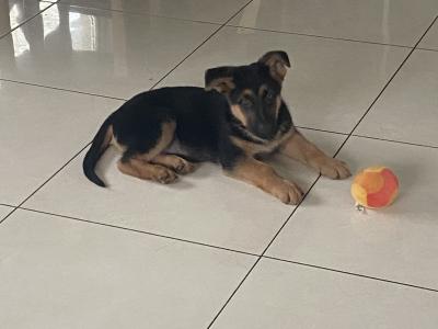 *** Traditional IKC Registered Straight Back German Shepherd puppies in Laois ***