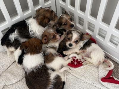 Miniature Jack Russell puppies in Wexford