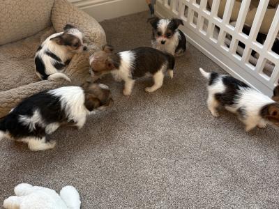 Miniature Jack Russell puppies in Wexford