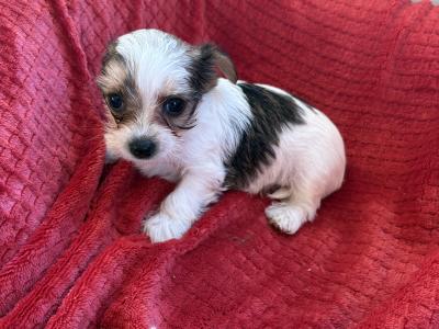 Miniature Jack Russell puppies in Wexford