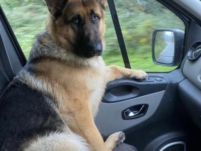 *** Traditional IKC Registered Straight Back German Shepherd puppies in Laois ***