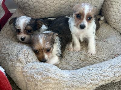 Miniature Jack Russell puppies in Wexford