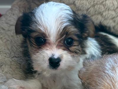Miniature Jack Russell puppies in Wexford