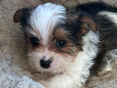 Miniature Jack Russell puppies in Wexford