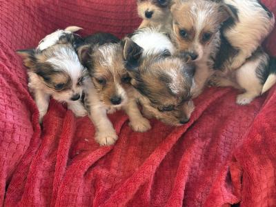 Miniature Jack Russell puppies in Wexford