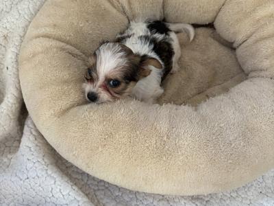 Miniature Jack Russell puppies in Wexford
