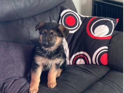 *** Traditional IKC Registered Straight Back German Shepherd puppies in Laois ***