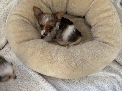 Miniature Jack Russell puppies in Wexford