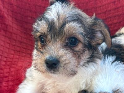 Miniature Jack Russell puppies in Wexford
