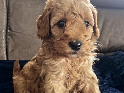 Cavapoo puppies in Wexford
