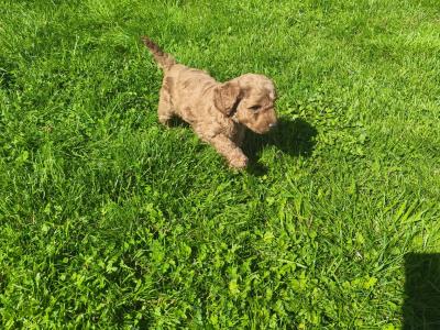 Cavapoo puppies in Wexford