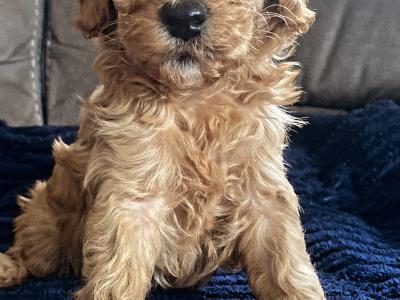 Cavapoo puppies in Wexford