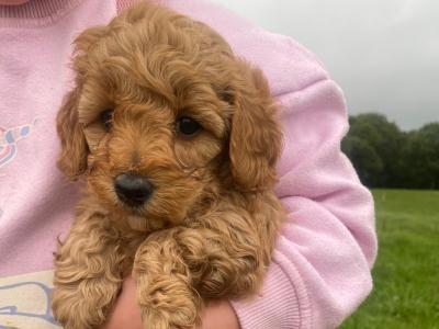 Cavapoo puppies in Wexford